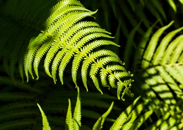 Folhas de samambaia tropical, uma planta que pode atrair carrapatos no jardim.