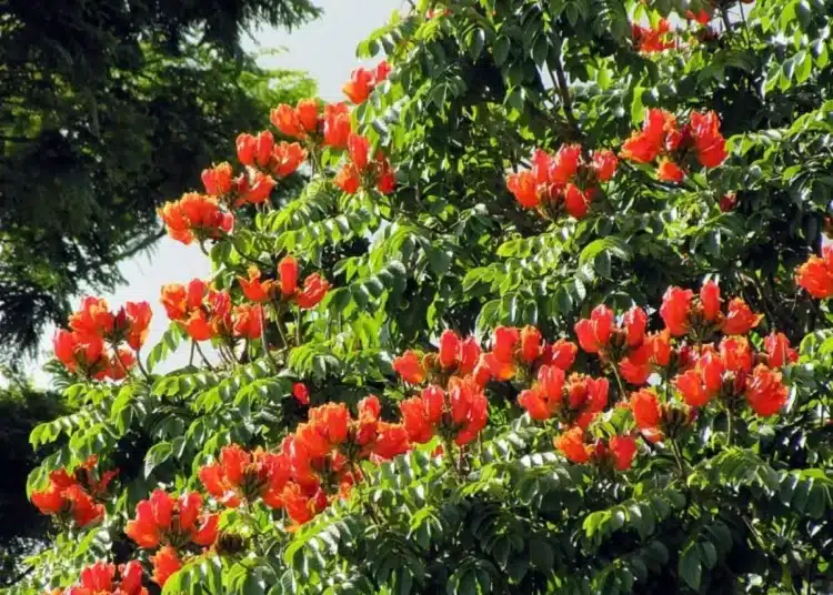 Imagem de uma árvore com flores vermelhas da espécie Spathodea campanulata, conhecida como espatódea, que é considerada uma planta invasora e proibida em Santa Catarina por representar riscos ambientais.
