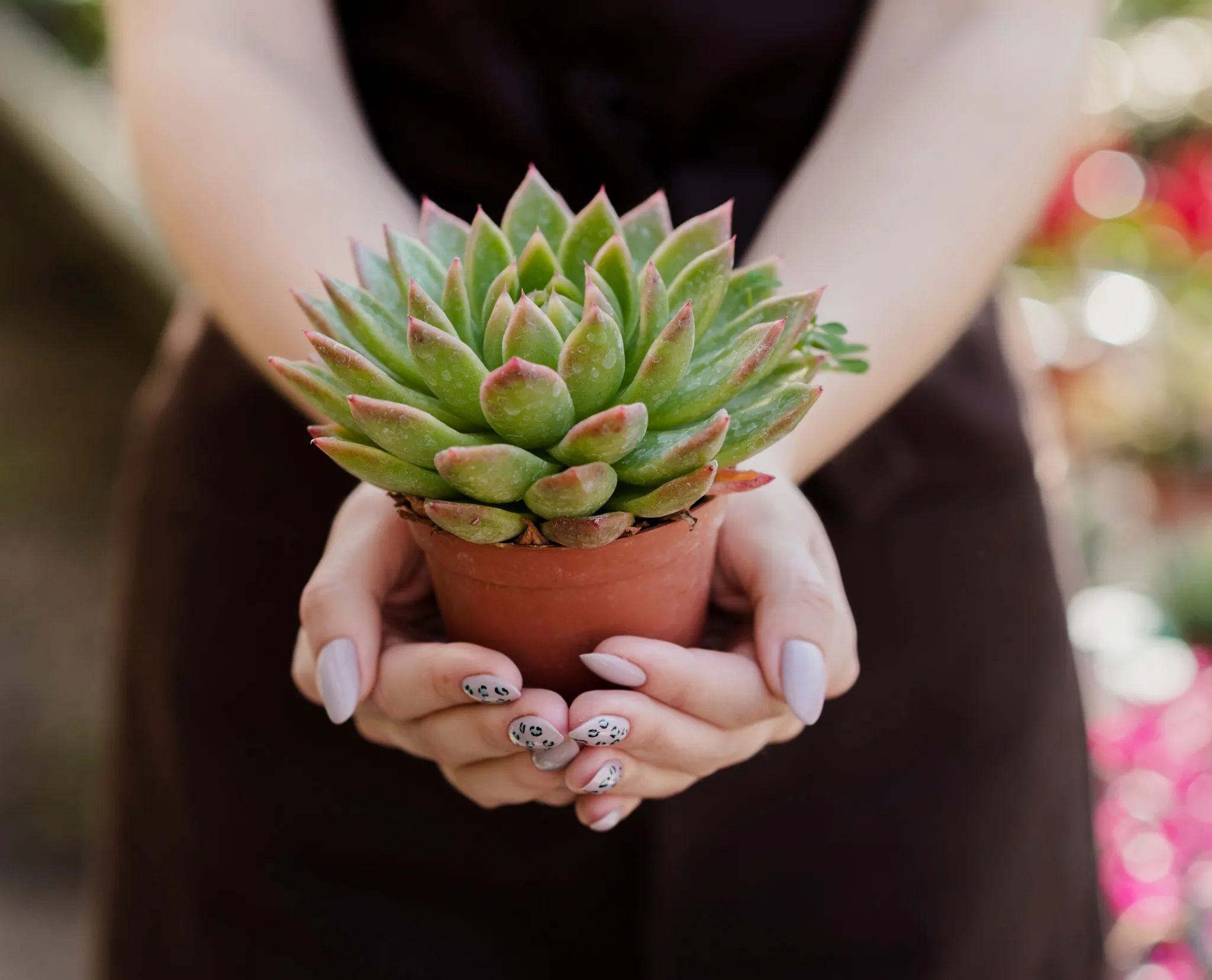 Suculenta sendo segurada por mãos com unhas decoradas, com foco nas folhas grossas e saudáveis da planta