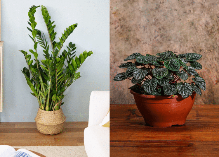 Duas plantas populares por serem resistentes e de baixa manutenção: a Zamioculca em vaso de palha (esquerda) e a Peperômia no vaso de cerâmica (direita), ideais para ambientes internos.