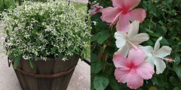 Colagem de duas plantas de interior: Euphorbia Diamond Frost em vaso de madeira e flores de Hibisco (rosa e branco), ilustrando a resistência ao calor forte dentro de casa