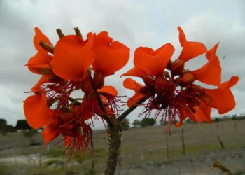Flor de Mulungu com pétalas laranja vibrante, uma planta poderosa usada para chá, conhecida por suas propriedades calmantes.
