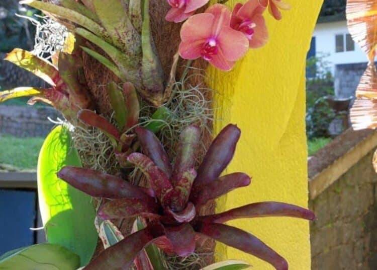Orquídeas e bromélias exuberantes em vaso vertical, ideais para cultivo sem terra em ambientes internos