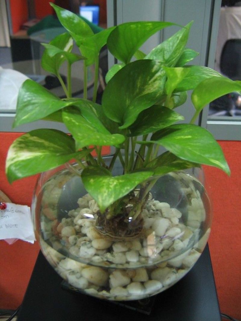 Jiboia (Epipremnum aureum) crescendo em vaso de vidro com água e pedras, ideal para cultivo hidropônico e decoração de ambientes.