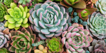 Várias suculentas variadas em tons de verde, rosa e amarelo formando um arranjo natural e harmonioso