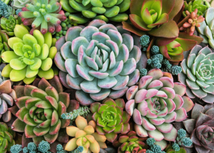 Várias suculentas variadas em tons de verde, rosa e amarelo formando um arranjo natural e harmonioso