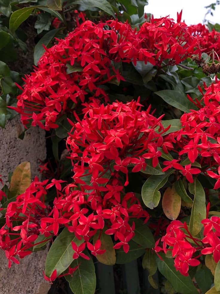 Agrupamento denso de flores vermelhas de Ixora (Ixora coccinea) em pleno vigor, planta tropical ideal para jardins e casas em climas quentes