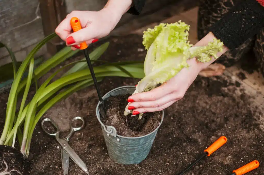 passo a passo para hortas em apartamento Pessoa plantando alface em vaso pequeno, mostrando o processo de cultivo doméstico.