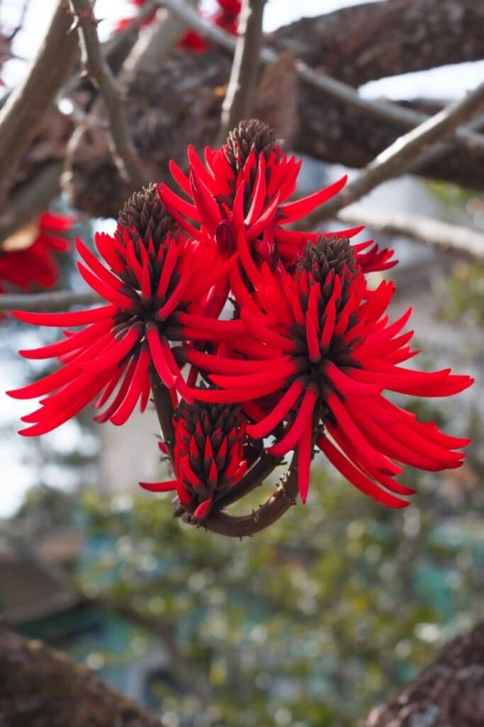 Flores vermelhas vibrantes de mulungu (Erythrina mulungu) em uma árvore, destacando a beleza dessa planta nativa das regiões tropicais.