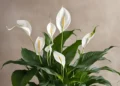Lírio da Paz, uma planta eficiente na purificação do ar, ideal para ambientes internos.