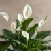 Lírio da Paz, uma planta eficiente na purificação do ar, ideal para ambientes internos.