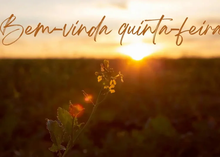 Imagem de uma flor ao amanhecer com o texto 'Bem-vinda quinta-feira!' em estilo caligráfico, transmitindo uma mensagem de boas-vindas ao novo dia.