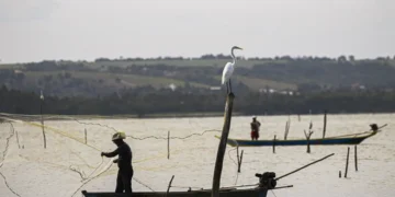 Homem pescando em barco pequeno com rede, garça branca pousada em tronco na água